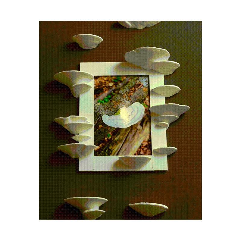 Pilz Bilderrahmen Trametes Pubescens - Außergewöhnliche kaufen | 3D St