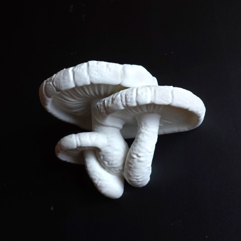 Pilz Wandregal Lentinula Edodes - Wächst aus der Wand kaufen | 3D Stud